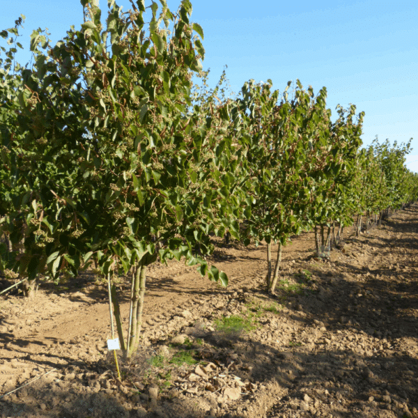 TILIA henryana – Image 4
