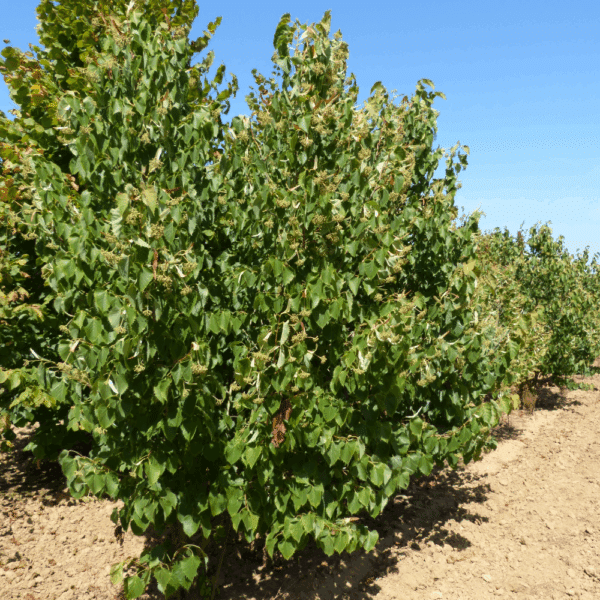 TILIA henryana – Image 9