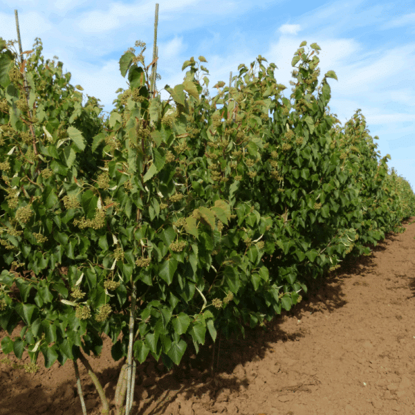 TILIA henryana – Image 8