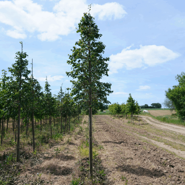 TILIA mongolica – Image 6