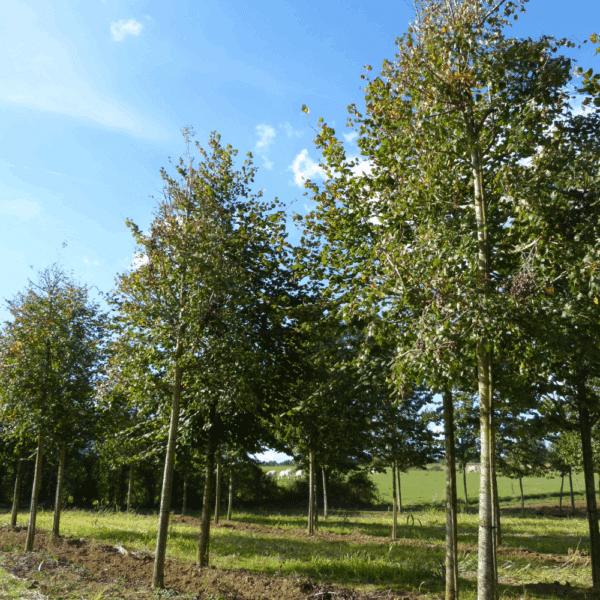 TILIA mongolica – Image 5