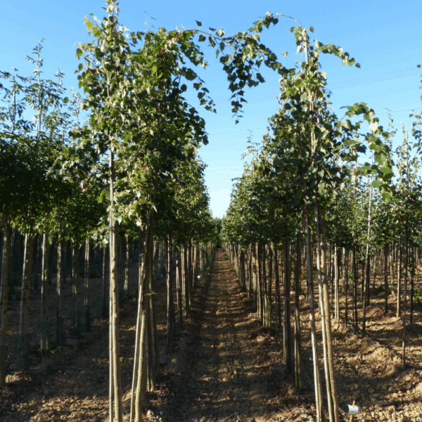 TILIA mongolica – Image 3