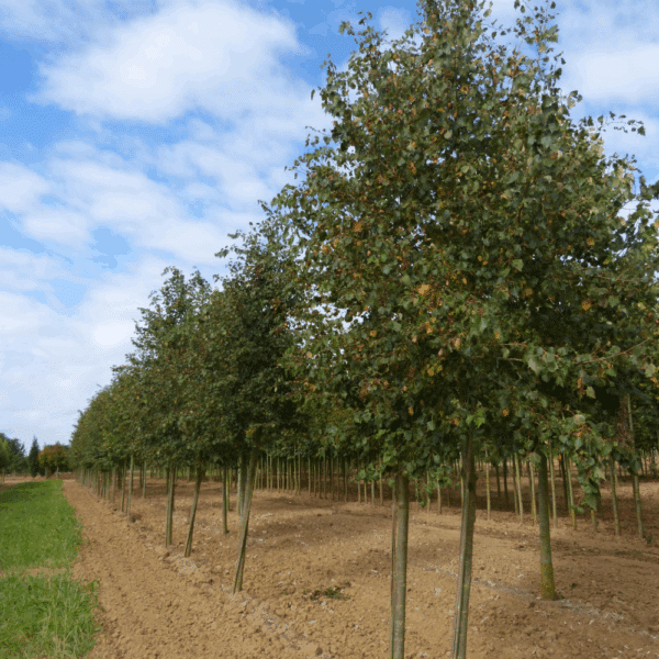 TILIA mongolica – Image 7