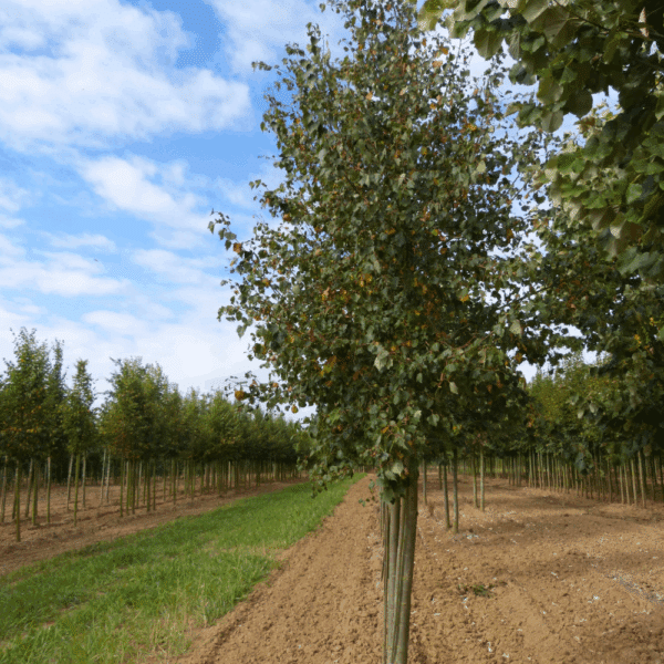 TILIA mongolica – Image 4