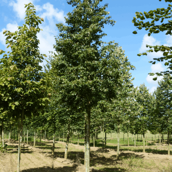 TILIA mongolica – Image 2