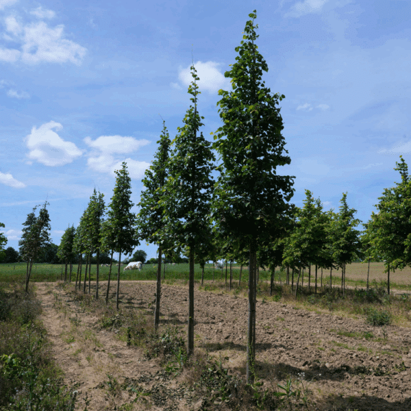 TILIA mongolica 'Buda' – Image 2