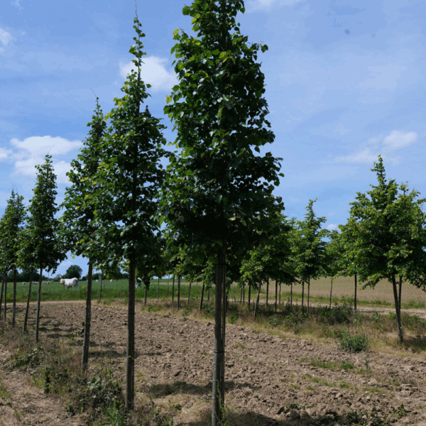 TILIA mongolica 'Buda' – Image 5