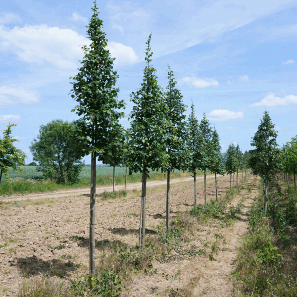 TILIA mongolica 'Buda' – Image 4