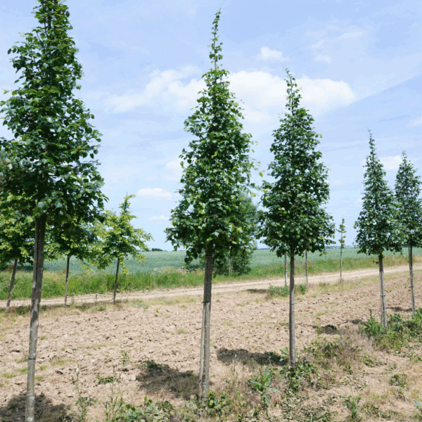 TILIA mongolica 'Buda' – Image 7