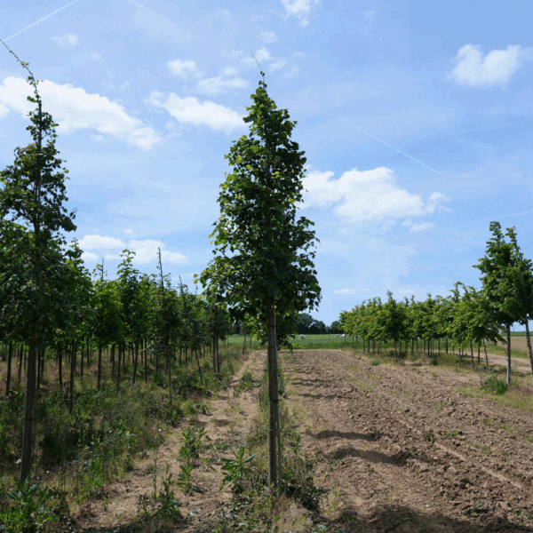 TILIA mongolica 'Buda' – Image 6