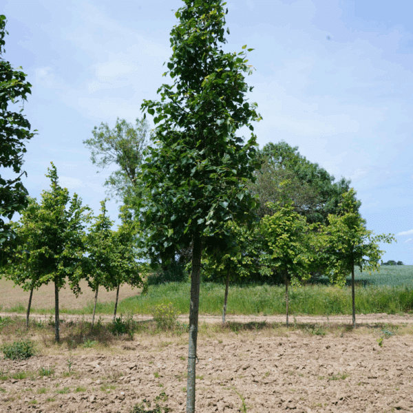 TILIA mongolica 'Buda' – Image 3