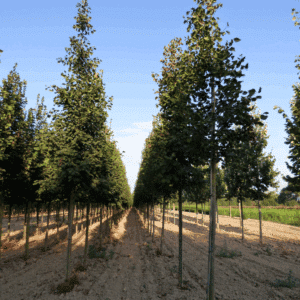 TILIA platyphyllos