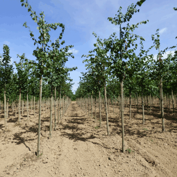 TILIA platyphyllos – Image 5