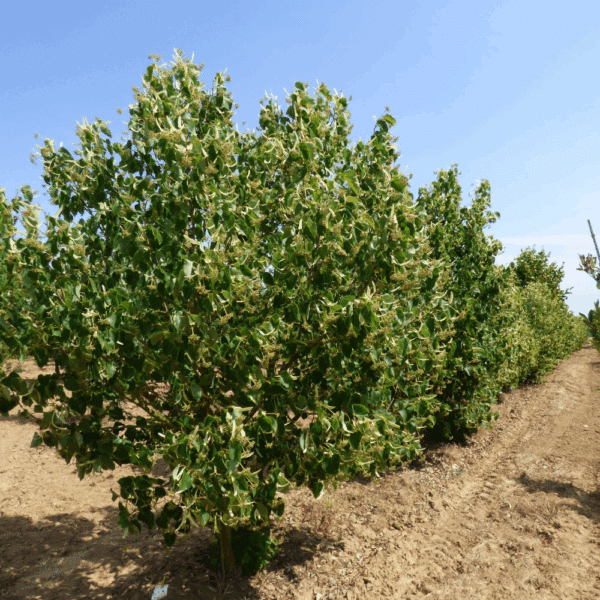 TILIA platyphyllos – Image 4