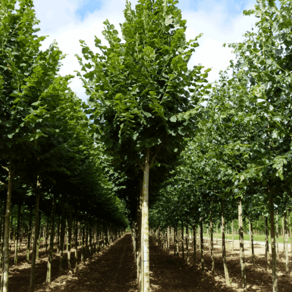 TILIA platyphyllos – Image 6