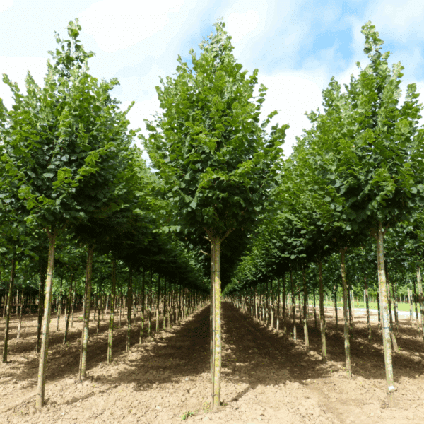 TILIA platyphyllos – Image 3