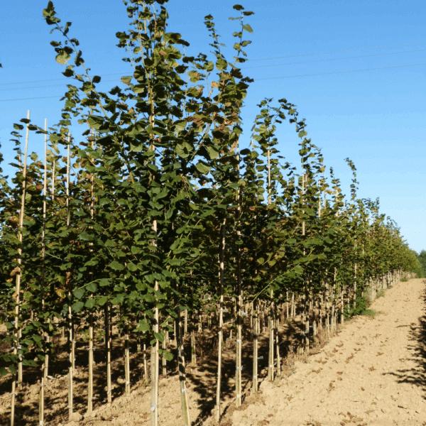 TILIA platyphyllos – Image 2