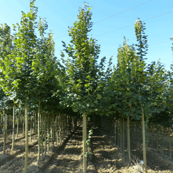 TILIA platyphyllos 'Rubra' – Image 6