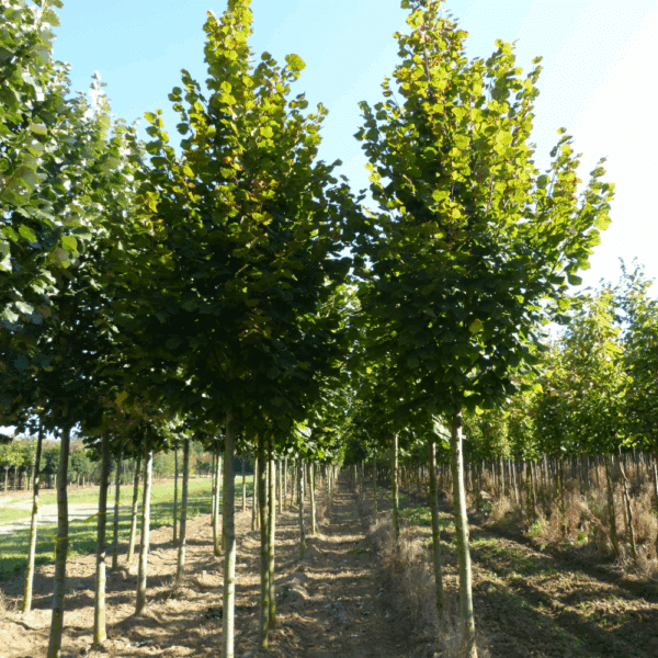 TILIA platyphyllos 'Rubra' – Image 5