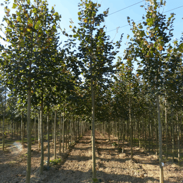 TILIA platyphyllos 'Rubra' – Image 4