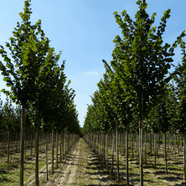 TILIA platyphyllos 'Rubra' – Image 2