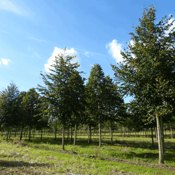 TILIA platyphyllos 'Rubra' – Image 3