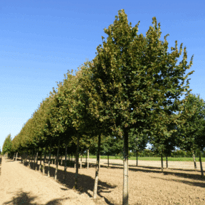 TILIA platyphyllos 'Rubra'