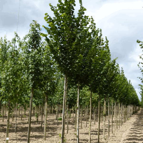 TILIA platyphyllos 'Rubra' – Image 7