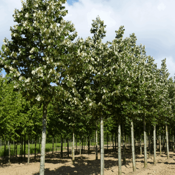 TILIA tomentosa – Image 3