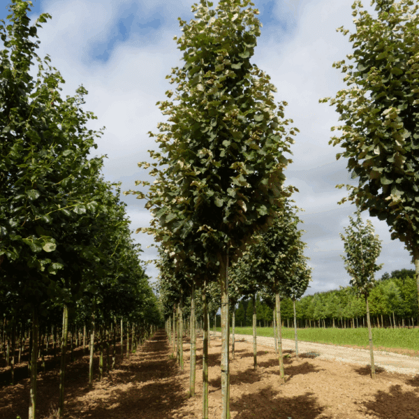 TILIA tomentosa – Image 7