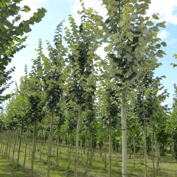 TILIA tomentosa – Image 9
