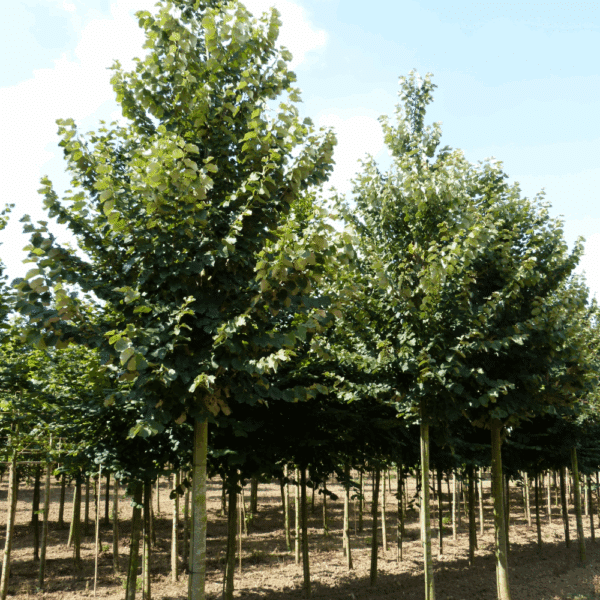 TILIA tomentosa – Image 6