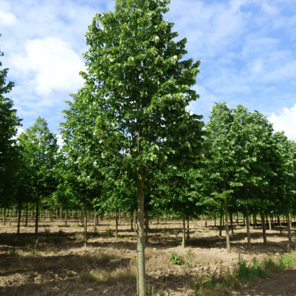 TILIA tomentosa – Image 5