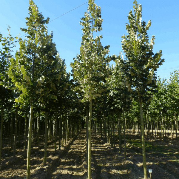 TILIA tomentosa – Image 4
