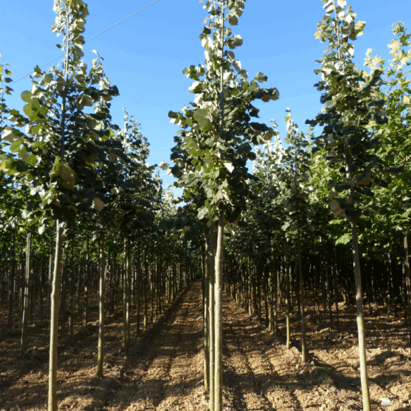 TILIA tomentosa – Image 2