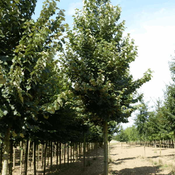TILIA tomentosa – Image 8