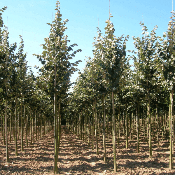 TILIA tomentosa 'Brabant' – Image 4