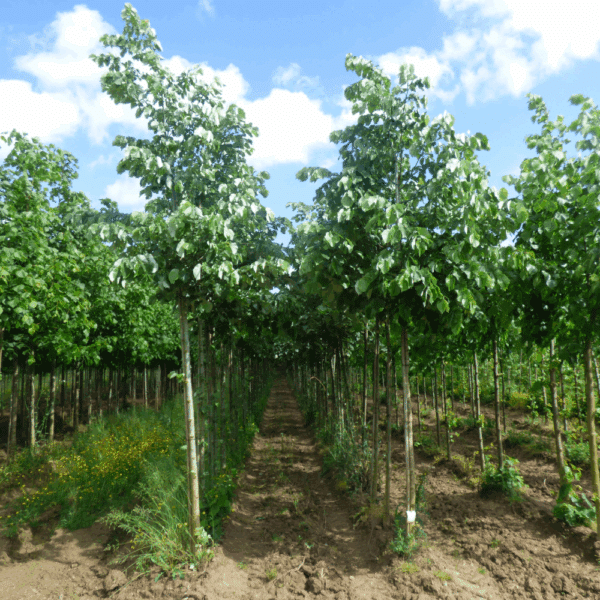 TILIA tomentosa 'Brabant' – Image 7