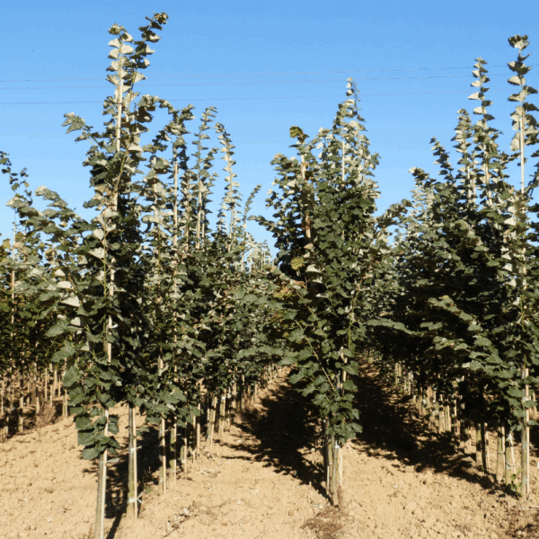 TILIA tomentosa 'Brabant' – Image 3