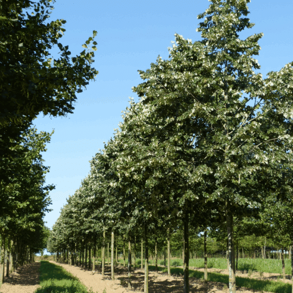TILIA tomentosa 'Brabant' – Image 2