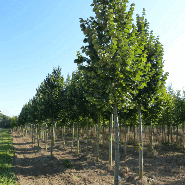 TILIA tomentosa 'Brabant' – Image 6