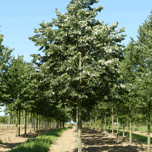 TILIA tomentosa 'Brabant' – Image 5