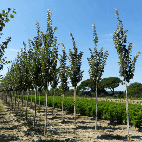TILIA tomentosa 'Tournai' – Image 5