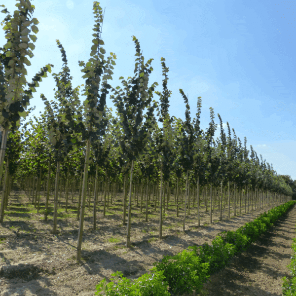 TILIA tomentosa 'Tournai' – Image 3