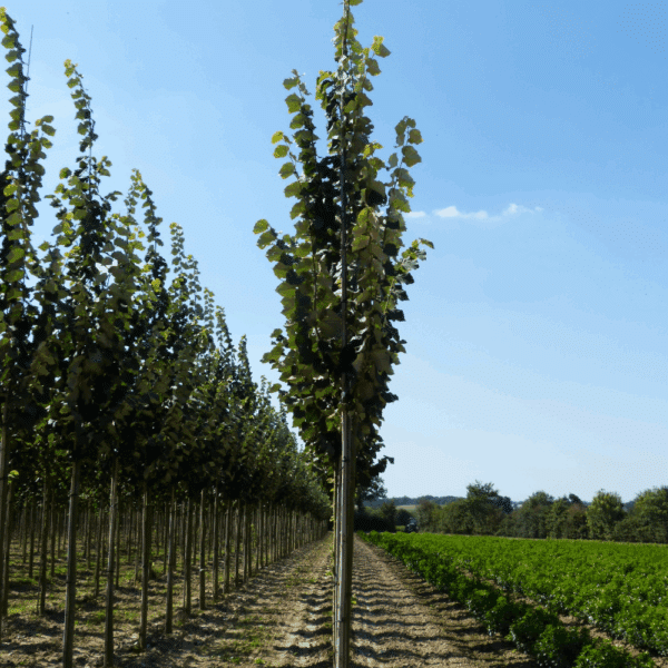 TILIA tomentosa 'Tournai' – Image 6