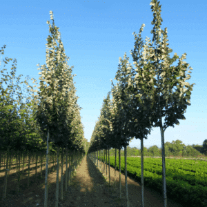 TILIA tomentosa 'Tournai'