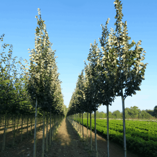 TILIA tomentosa 'Tournai'