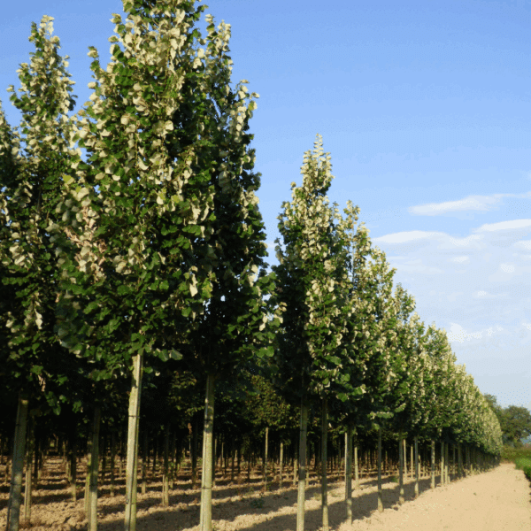 TILIA tomentosa 'Tournai' – Image 2