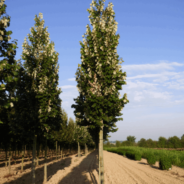 TILIA tomentosa 'Tournai' – Image 4