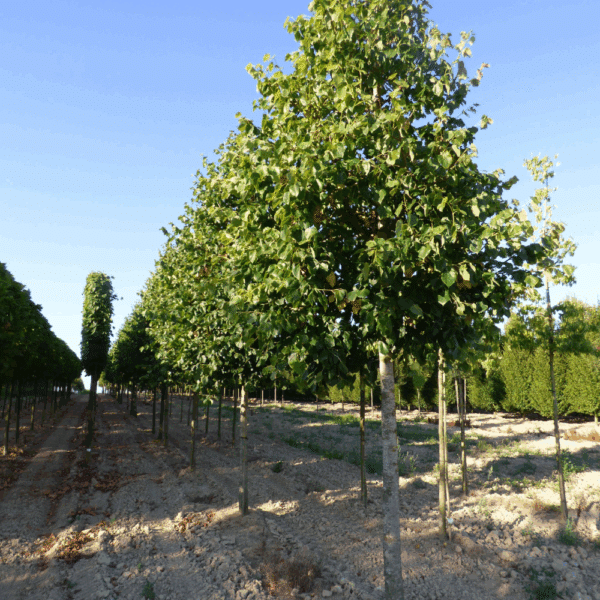 TILIA x euchlora – Image 4